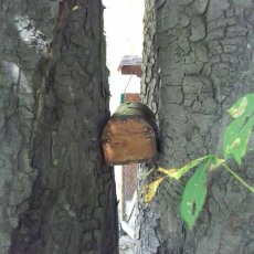 У пошуках скарбів Олекси Довбуша